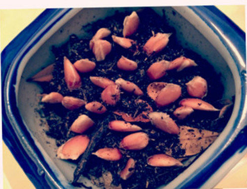 柚子的籽做成小盆栽的步骤,如何把吃剩下的柚子籽来种柚子