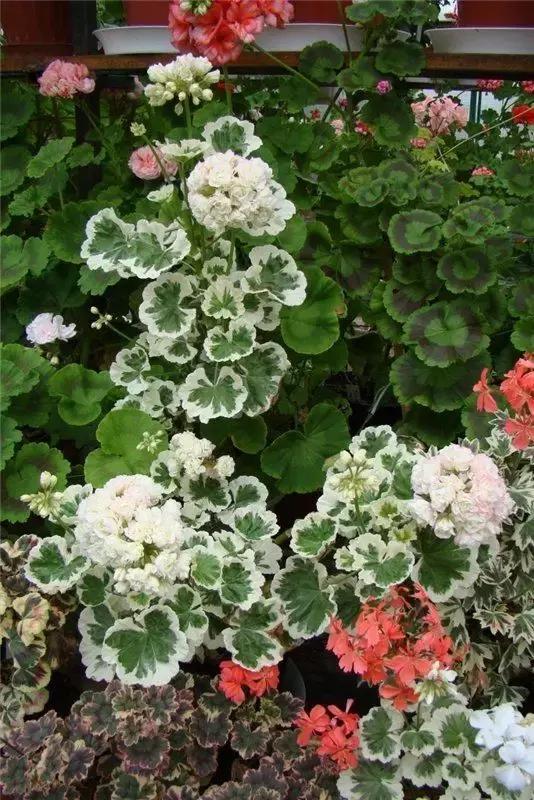 天竺葵不开花怎么办视频,天竺葵开花施什么肥