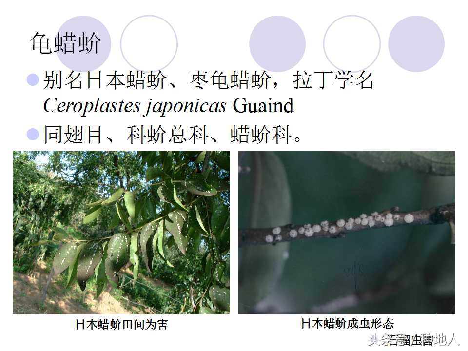 石榴虫害叶子卷曲,石榴虫害最佳防治方法