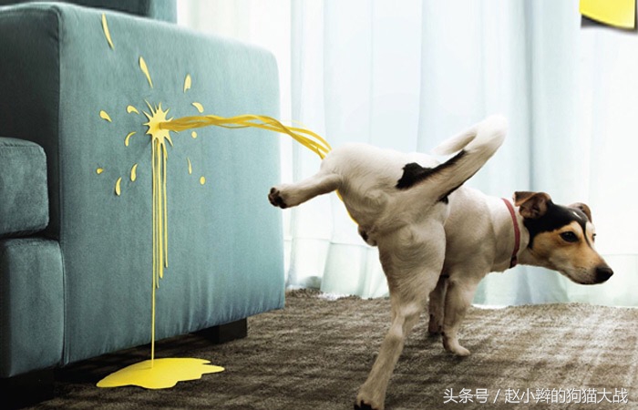 如何教泰迪去厕所上厕所,怎么引导泰迪上厕所