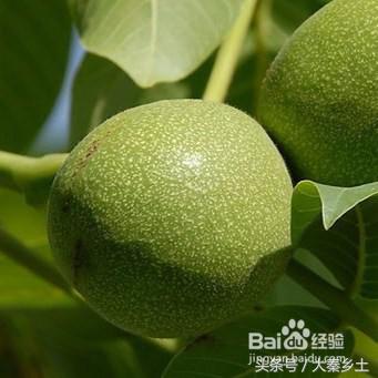 农村种什么果树赚钱快又好养,三农种植致富技术果树