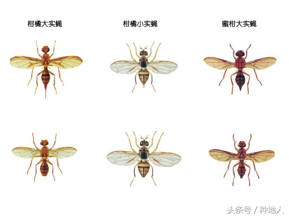 柑橘大实蝇虫害造成的原因,柑橘大实蝇发生规律