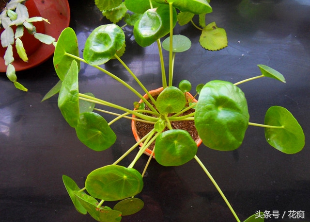 镜面草可以放入鱼缸养吗,镜面草怎么养才能长绿