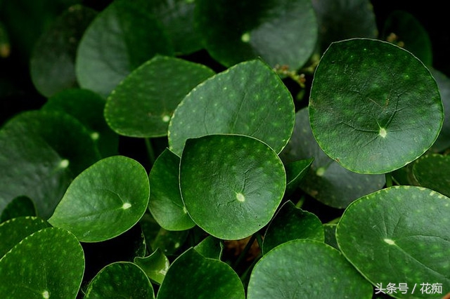 镜面草可以放入鱼缸养吗,镜面草怎么养才能长绿