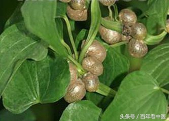 中医治疗女性尿频尿急的秘方,夜尿多中医方子