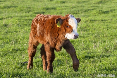 怎样护理小牛,哺乳期犊牛的饲养与管理