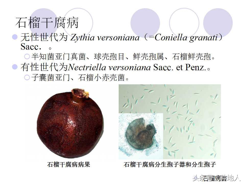 石榴虫害叶子卷曲,石榴虫害最佳防治方法