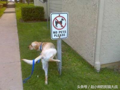 如何教泰迪去厕所上厕所,怎么引导泰迪上厕所