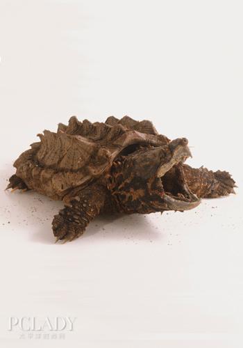 宠物大全：鳄龟的详细资料