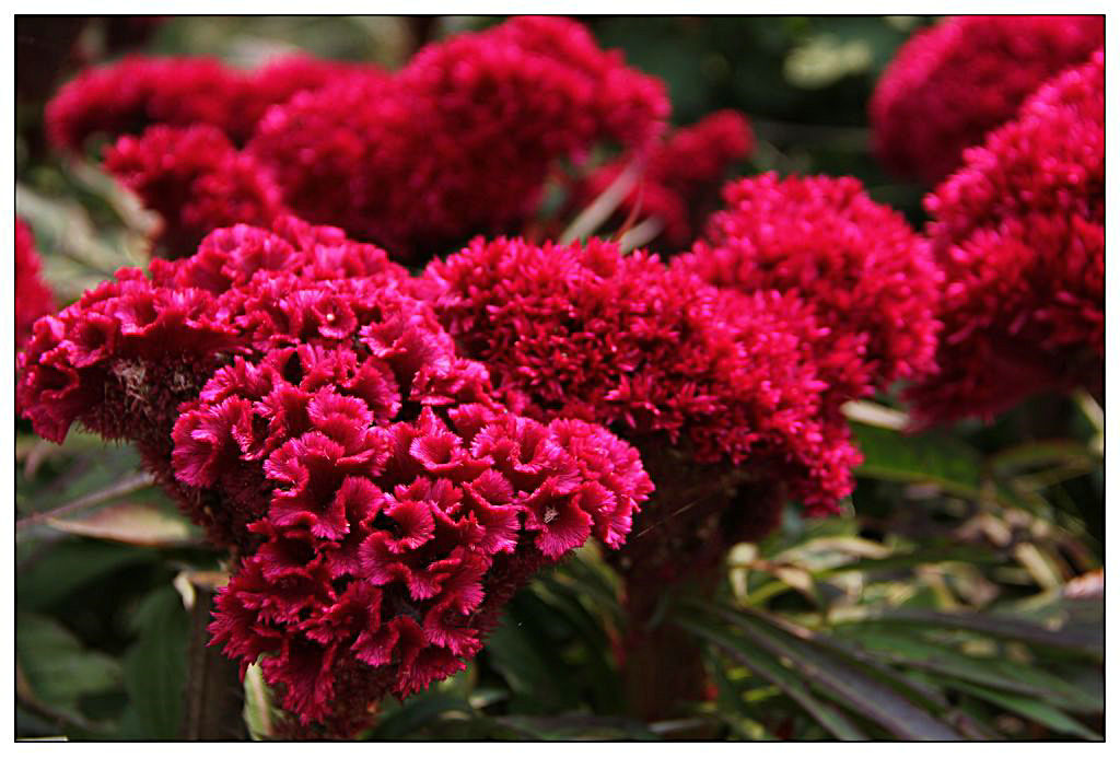 30种小植物,有大作用却很少有人知道的植物