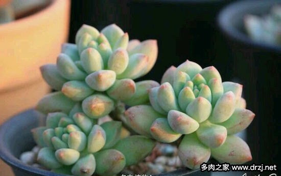 多肉品种是怎么杂交出来的,跨物种杂交成功的有哪些