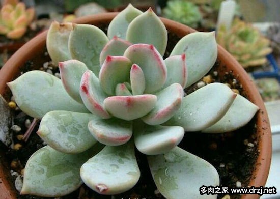多肉品种是怎么杂交出来的,跨物种杂交成功的有哪些