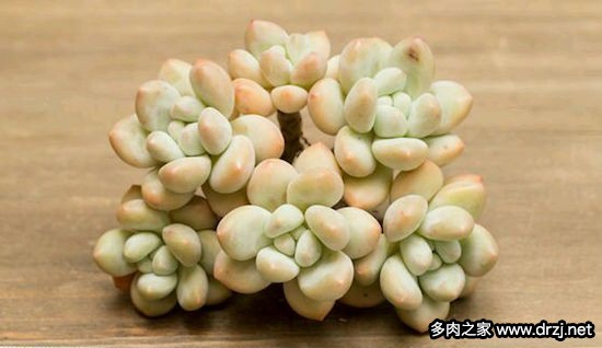 多肉品种是怎么杂交出来的,跨物种杂交成功的有哪些