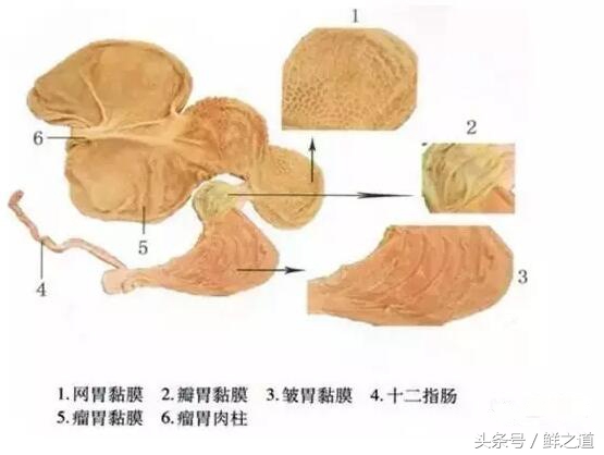 牛肚的部位分解图和吃法,牛肚养胃的做法