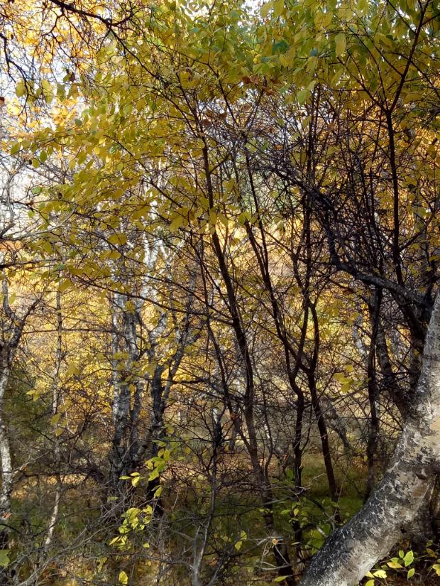 张北的草原天路之旅,张北天路攻略