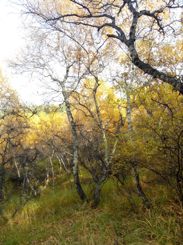 张北的草原天路之旅,张北天路攻略