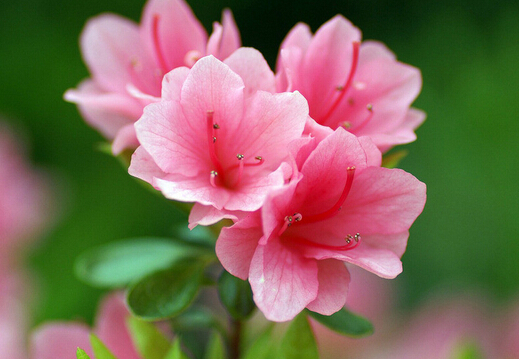 30种小植物,有大作用却很少有人知道的植物