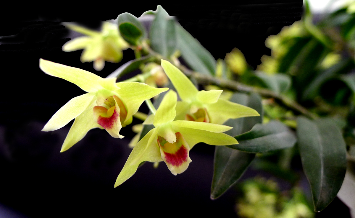 30种小植物,有大作用却很少有人知道的植物