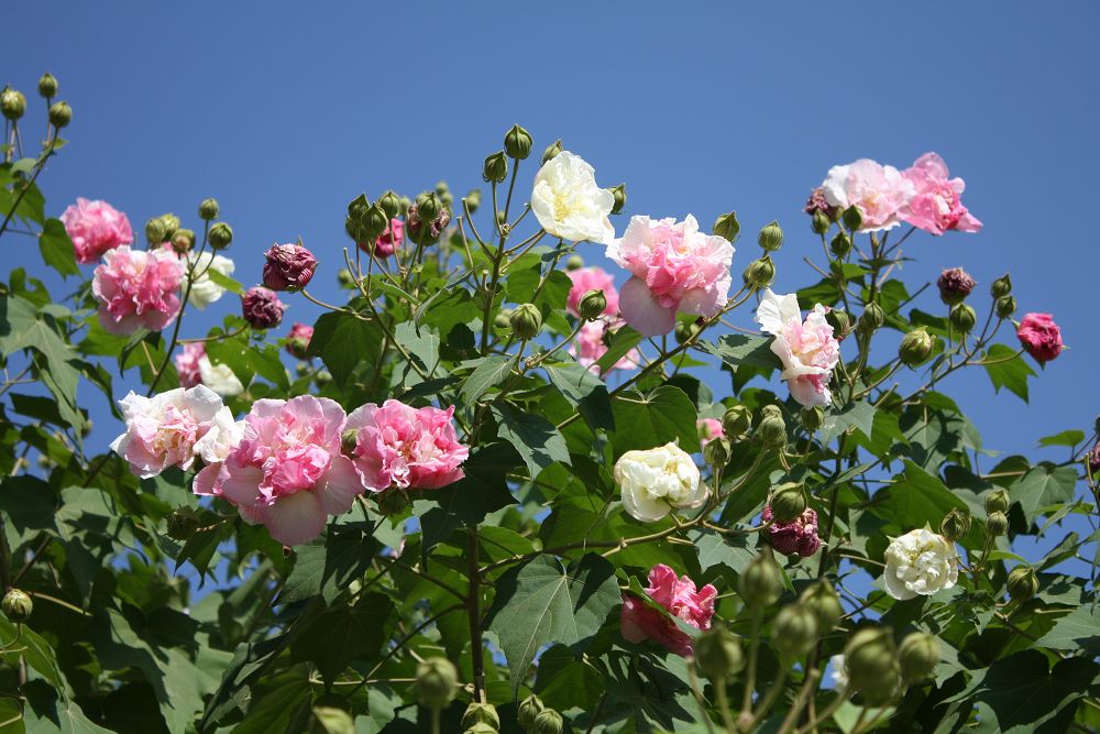 30种小植物,有大作用却很少有人知道的植物