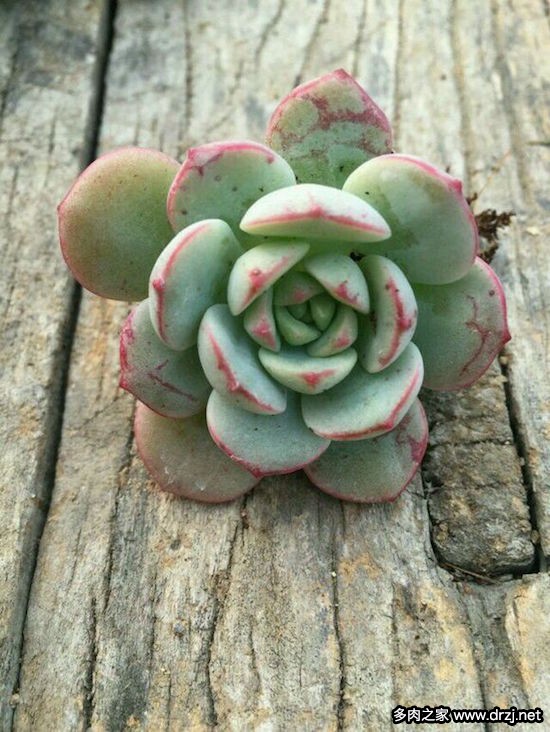 多肉品种是怎么杂交出来的,跨物种杂交成功的有哪些