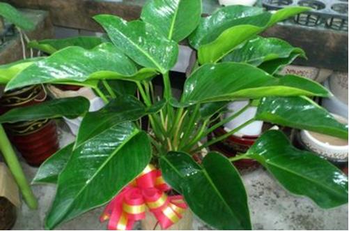 绿钻叶子发黑发烂怎么办,绿钻水培叶子发黄