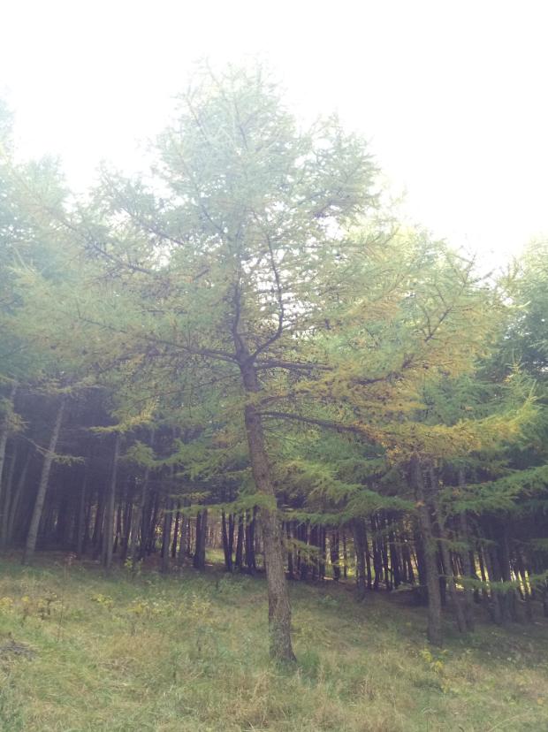 张北的草原天路之旅,张北天路攻略