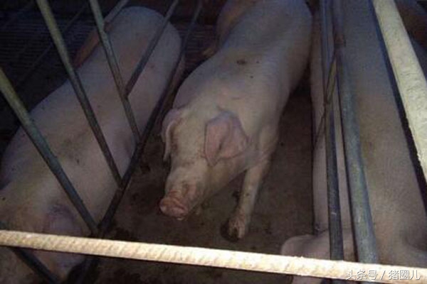 养好母猪,养好母猪与仔猪