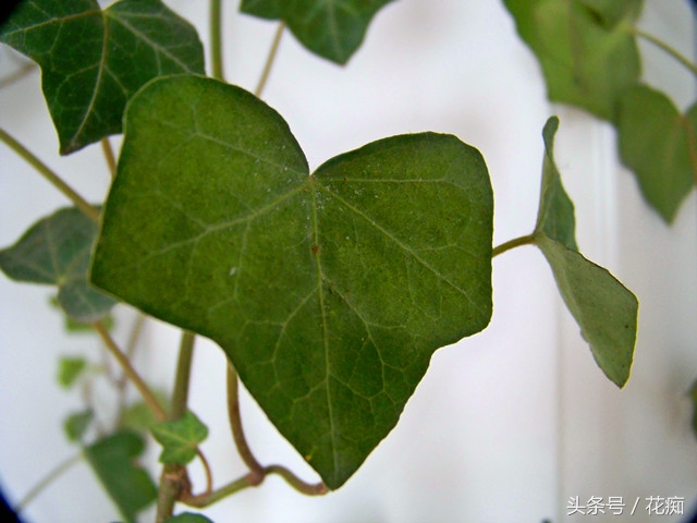 吊兰根部虫害,吊兰如何防止虫害
