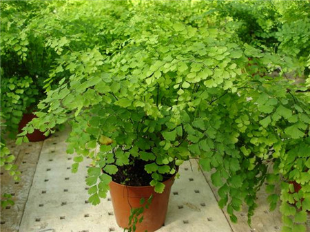 铁线蕨是不是很难养,铁线蕨为什么养不活