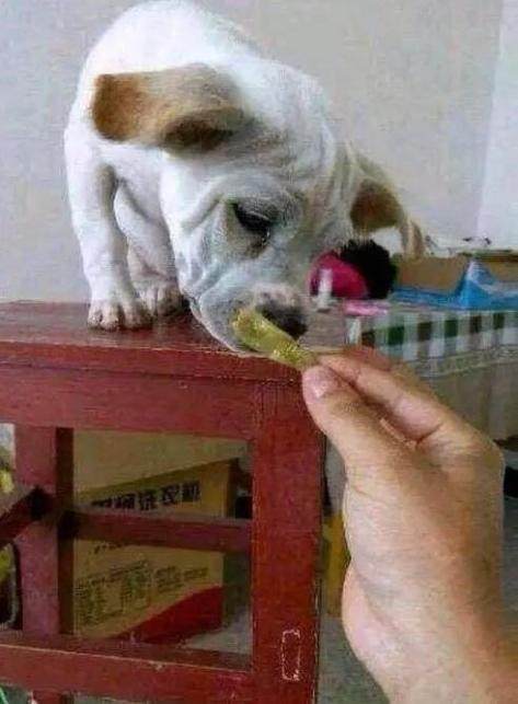 狗狗嘴馋,狗狗吃盐焗鸡爪