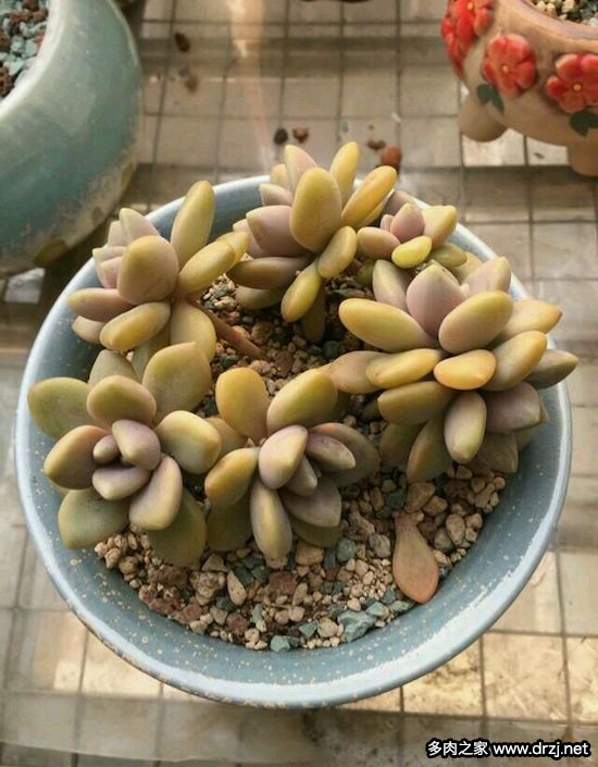 多肉品种是怎么杂交出来的,跨物种杂交成功的有哪些