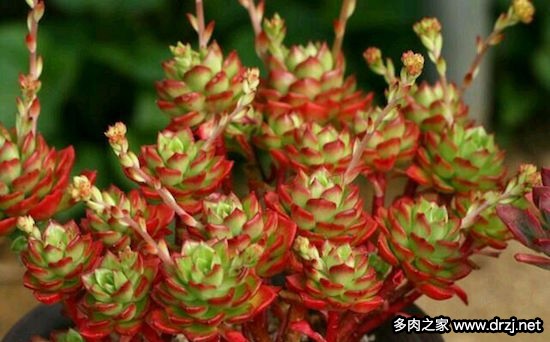 多肉品种是怎么杂交出来的,跨物种杂交成功的有哪些