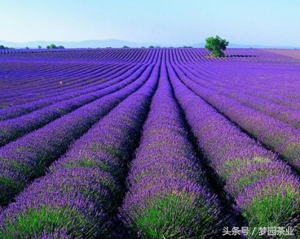 薰衣草香味怎么激发出来,薰衣草精油小妙招