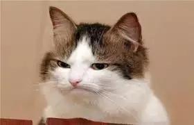 总被猫挠会得病吗,总是被猫抓破手怎么办