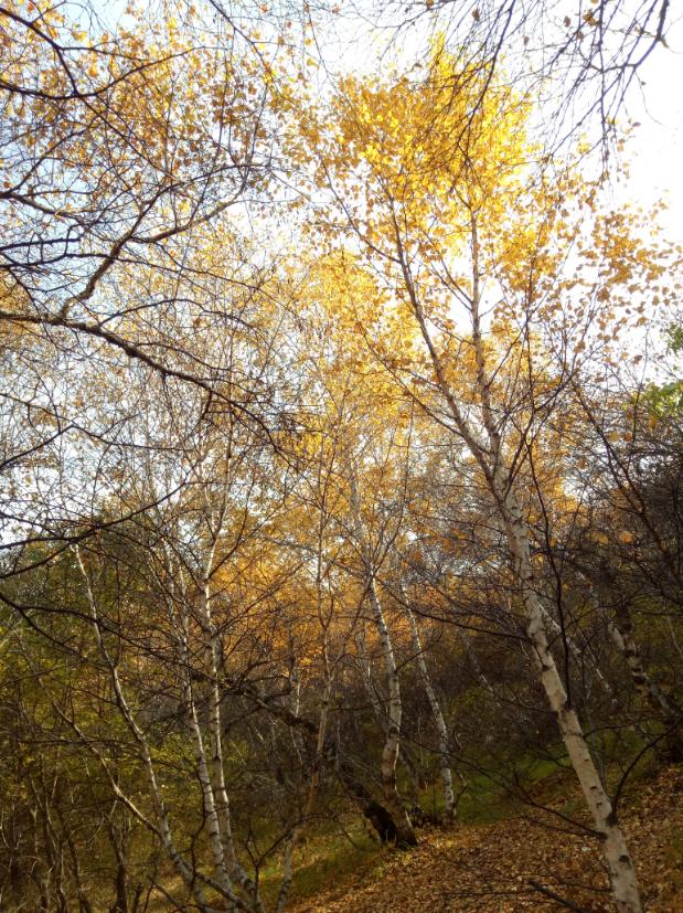 张北的草原天路之旅,张北天路攻略