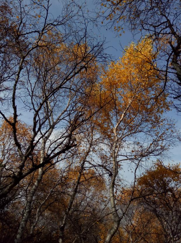 张北的草原天路之旅,张北天路攻略