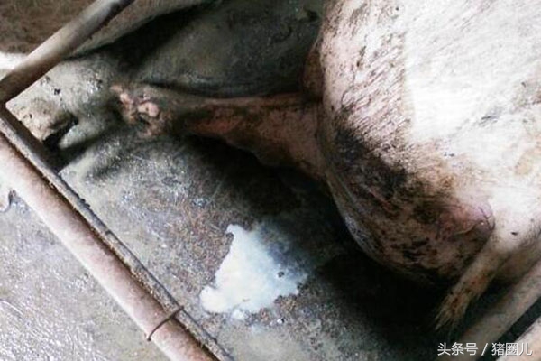 养好母猪,养好母猪与仔猪