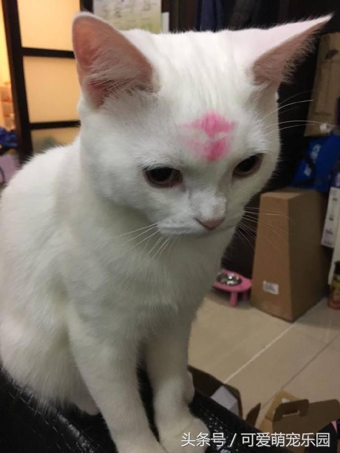 猫咪烤火把自己的毛烧着了,猫咪的胡子都烫成大波浪了