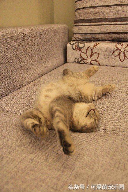 猫咪烤火把自己的毛烧着了,猫咪的胡子都烫成大波浪了