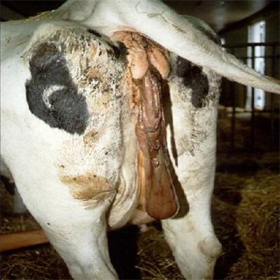 牛下崽后胎衣不下怎么治疗,牛三天胎衣不下的治疗方法