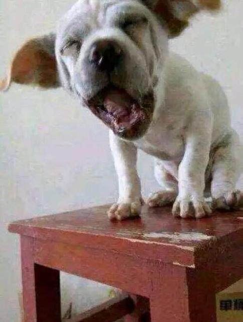 狗狗嘴馋,狗狗吃盐焗鸡爪