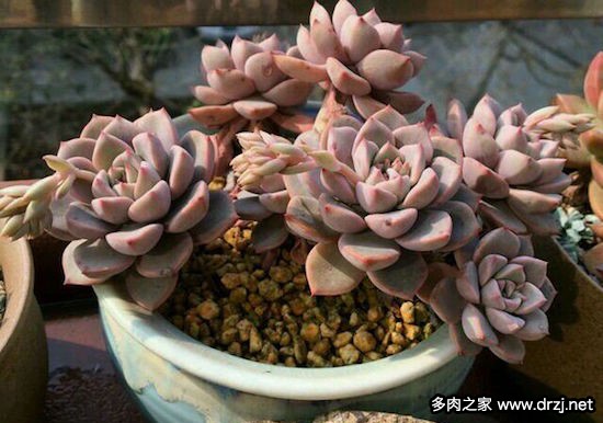 多肉品种是怎么杂交出来的,跨物种杂交成功的有哪些