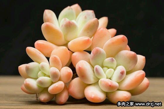 多肉品种是怎么杂交出来的,跨物种杂交成功的有哪些