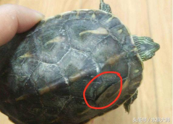 火焰龟烂甲怎么治疗,龟腹甲烂了怎么办