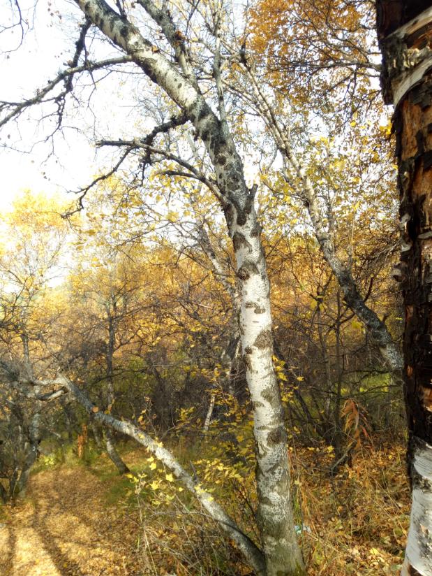 张北的草原天路之旅,张北天路攻略