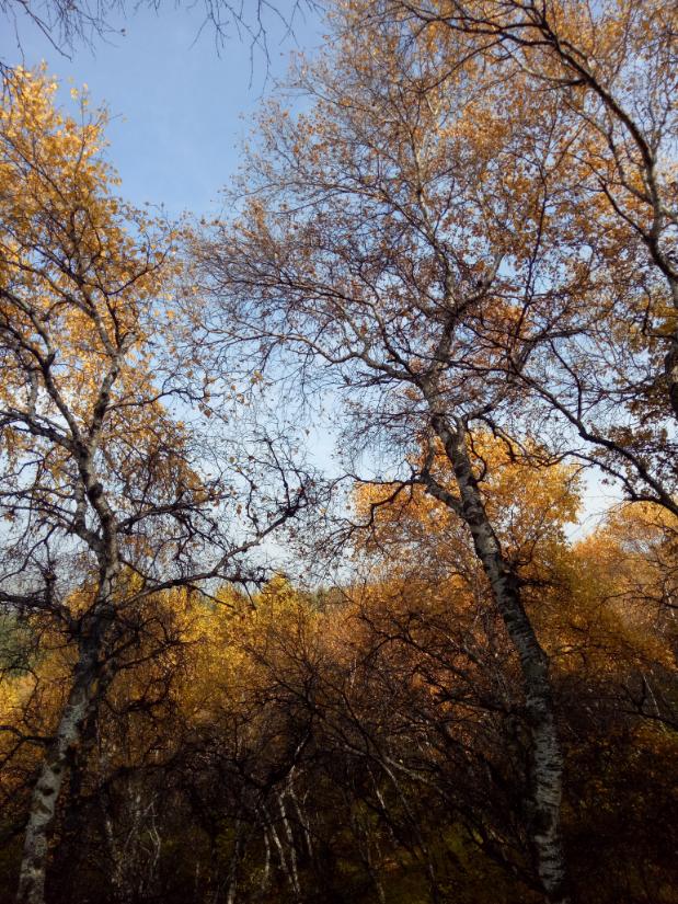 张北的草原天路之旅,张北天路攻略