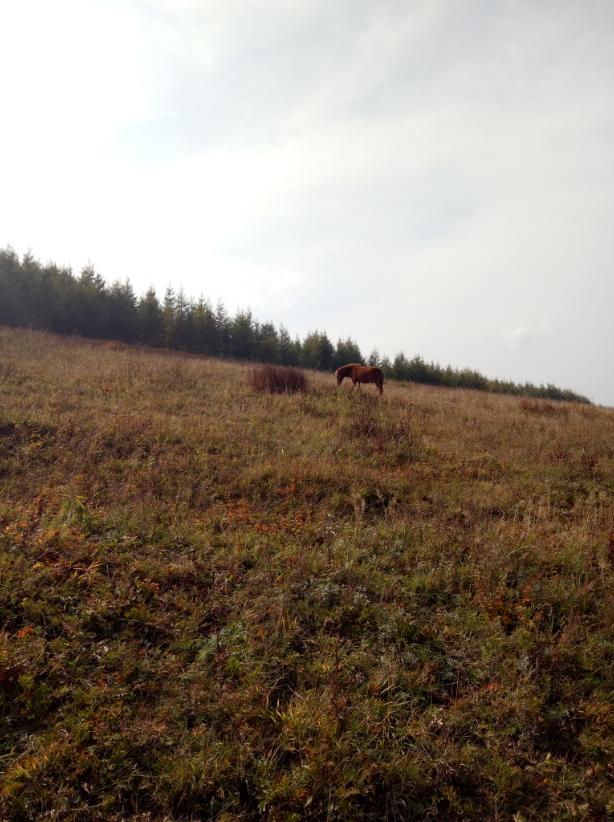 张北的草原天路之旅,张北天路攻略