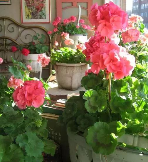 天竺葵不开花怎么办视频,天竺葵开花施什么肥