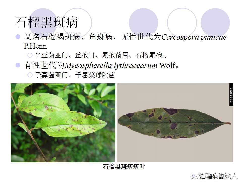 石榴虫害叶子卷曲,石榴虫害最佳防治方法