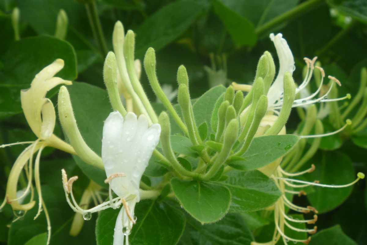 30种小植物,有大作用却很少有人知道的植物